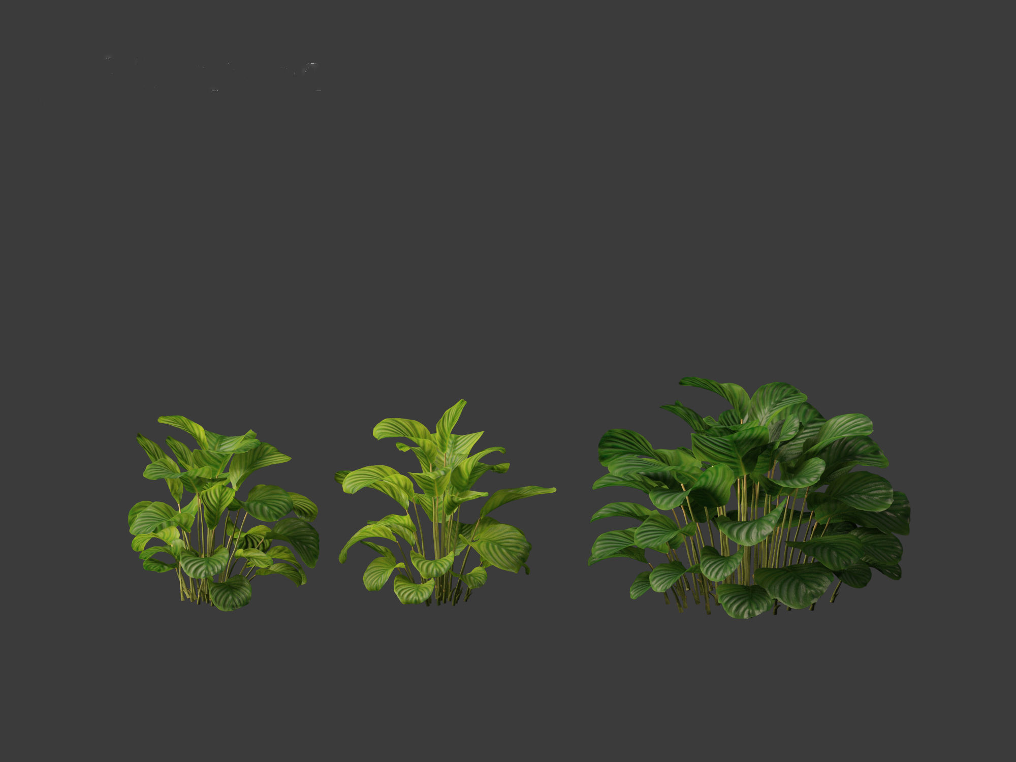 Calathea orbifolia - Prayer plant 01 3D model_2