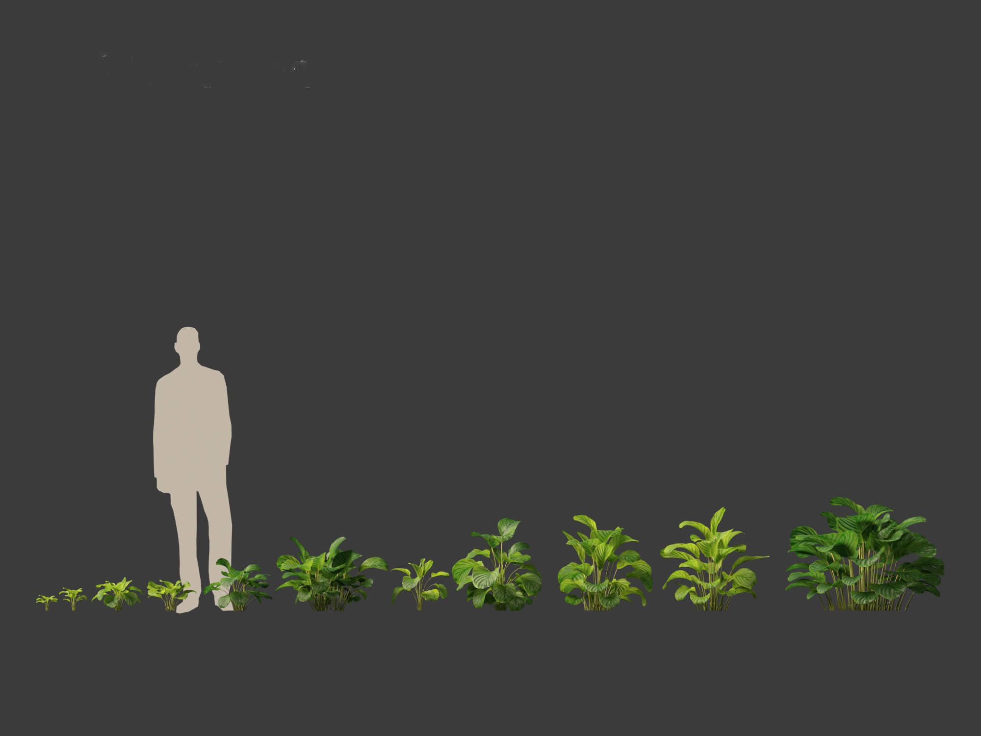 Calathea orbifolia - Prayer plant 01 3D model_7