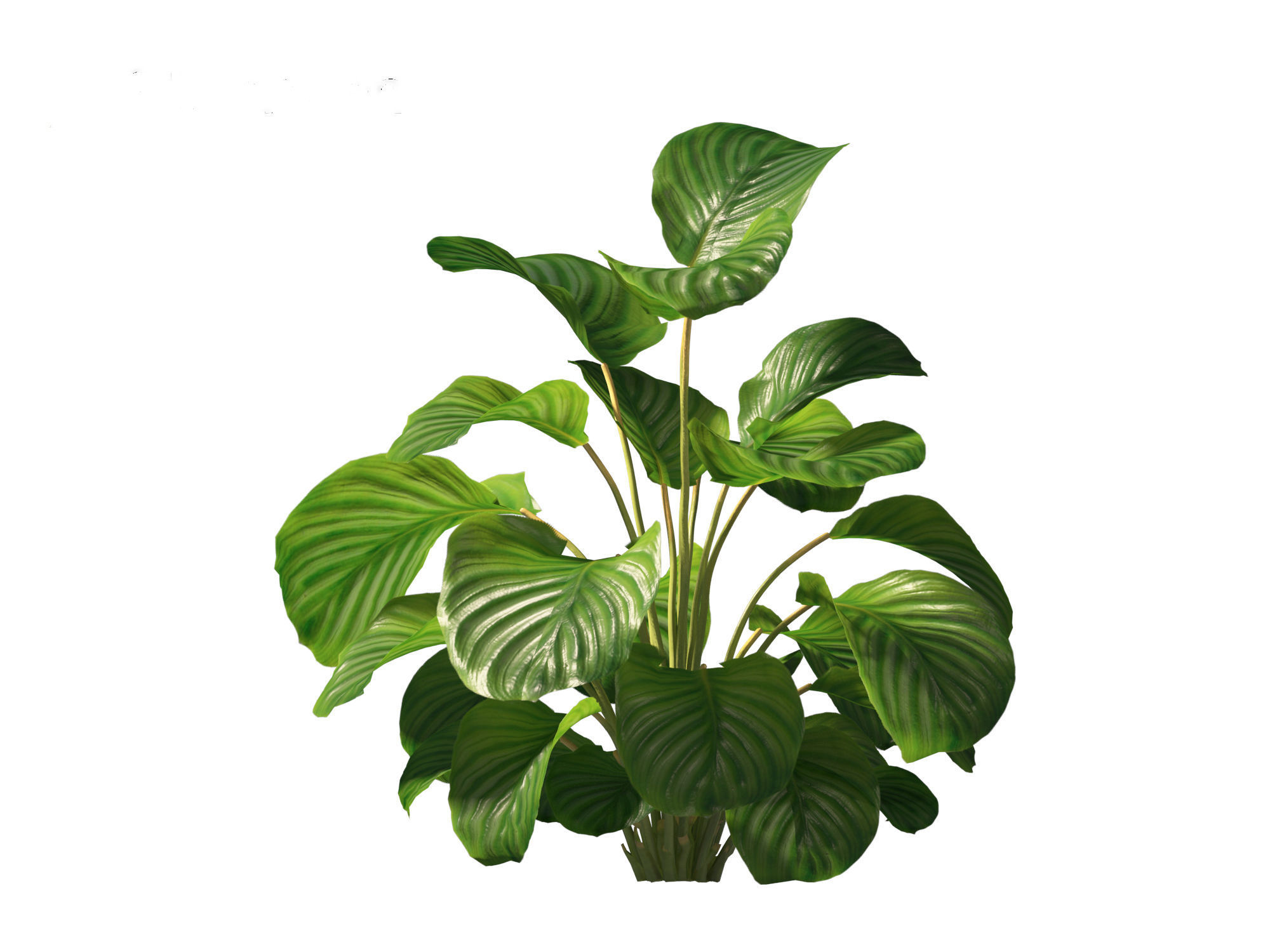 Calathea orbifolia - Prayer plant 01 3D model_13