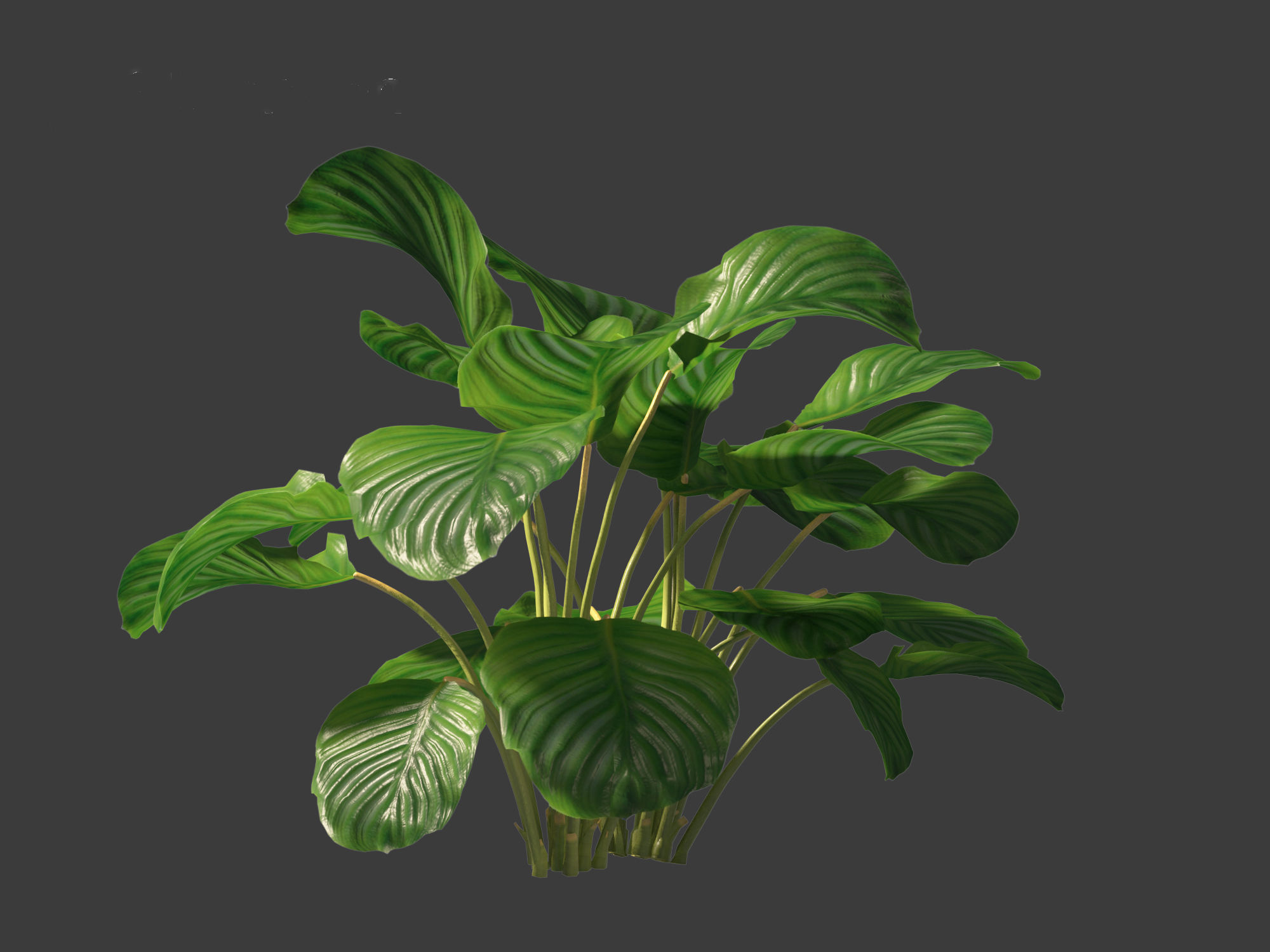 Calathea orbifolia - Prayer plant 01 3D model_6