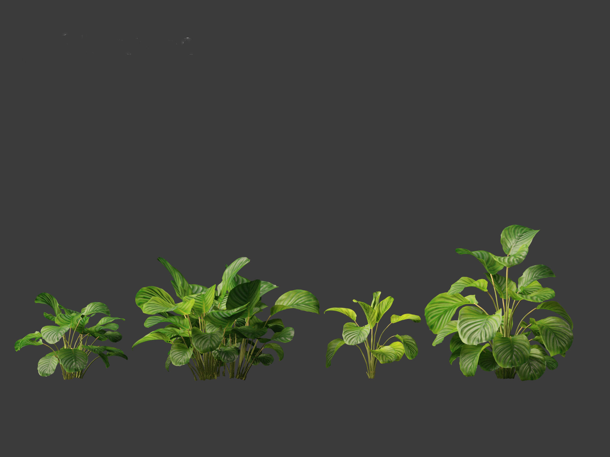 Calathea orbifolia - Prayer plant 01 3D model_10