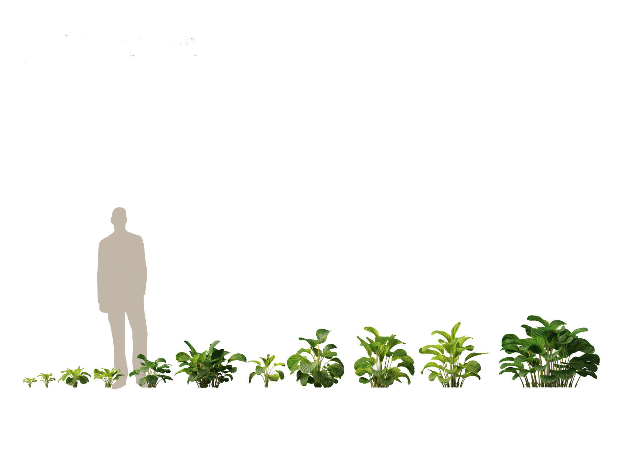 Calathea orbifolia - Prayer plant 01 3D model_1