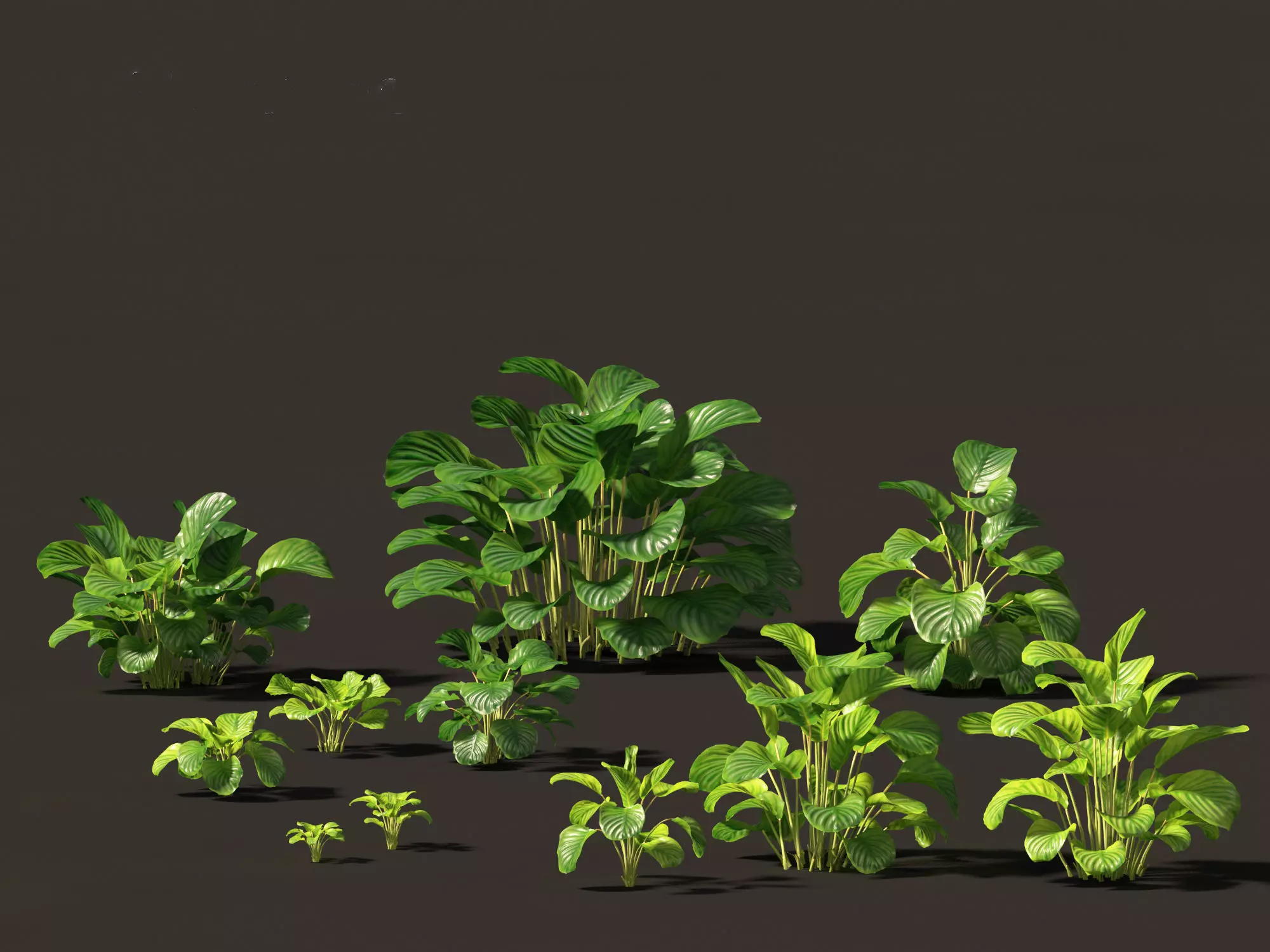 Calathea orbifolia - Prayer plant 01 3D model_0