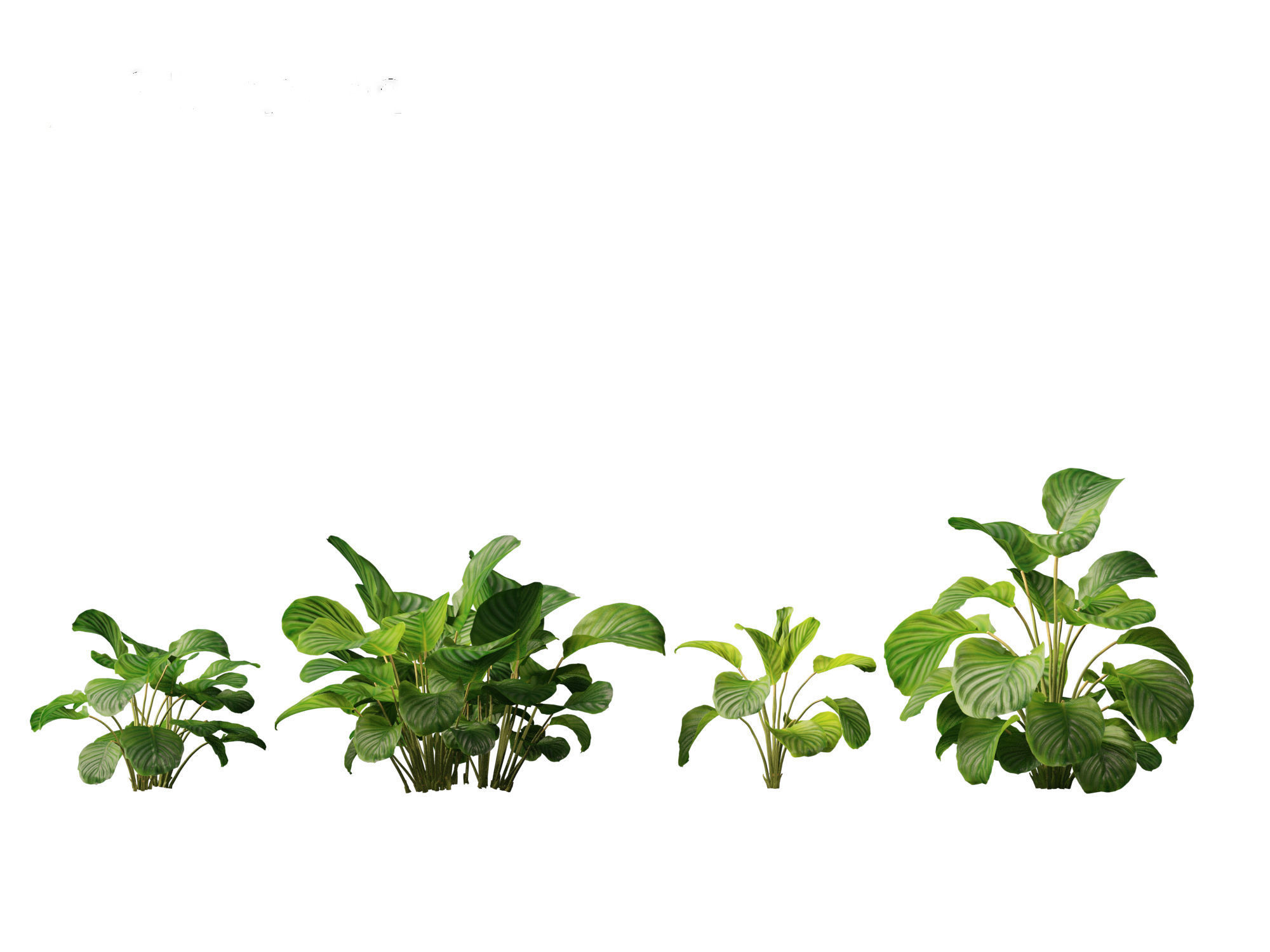 Calathea orbifolia - Prayer plant 01 3D model_11