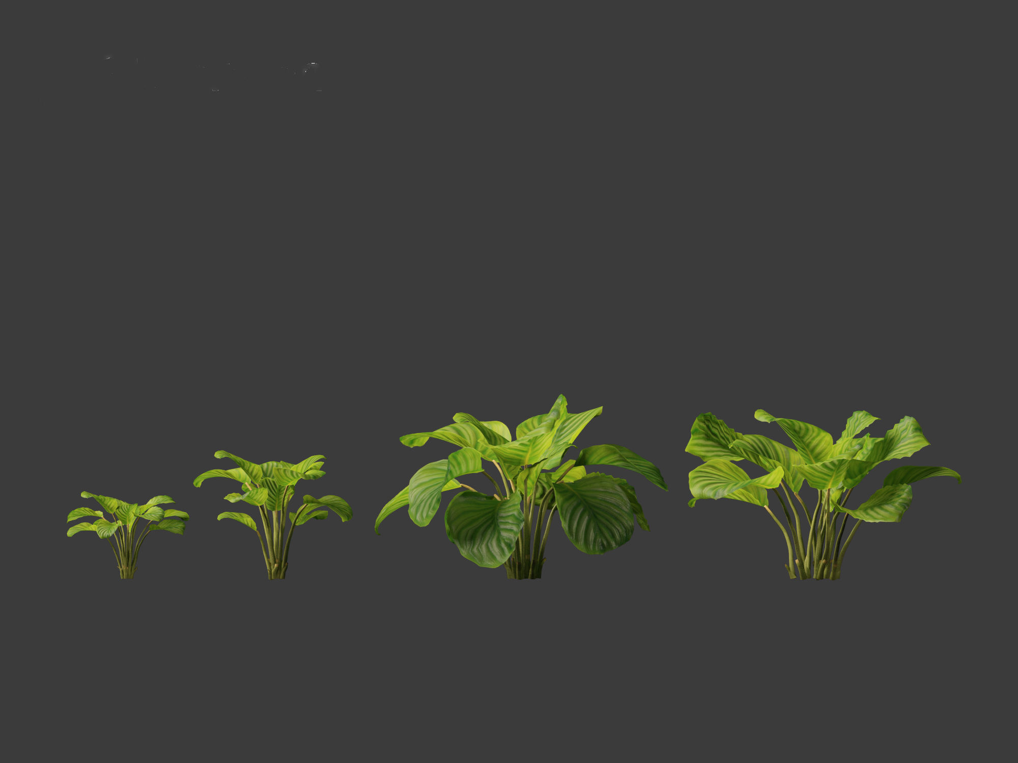 Calathea orbifolia - Prayer plant 01 3D model_9