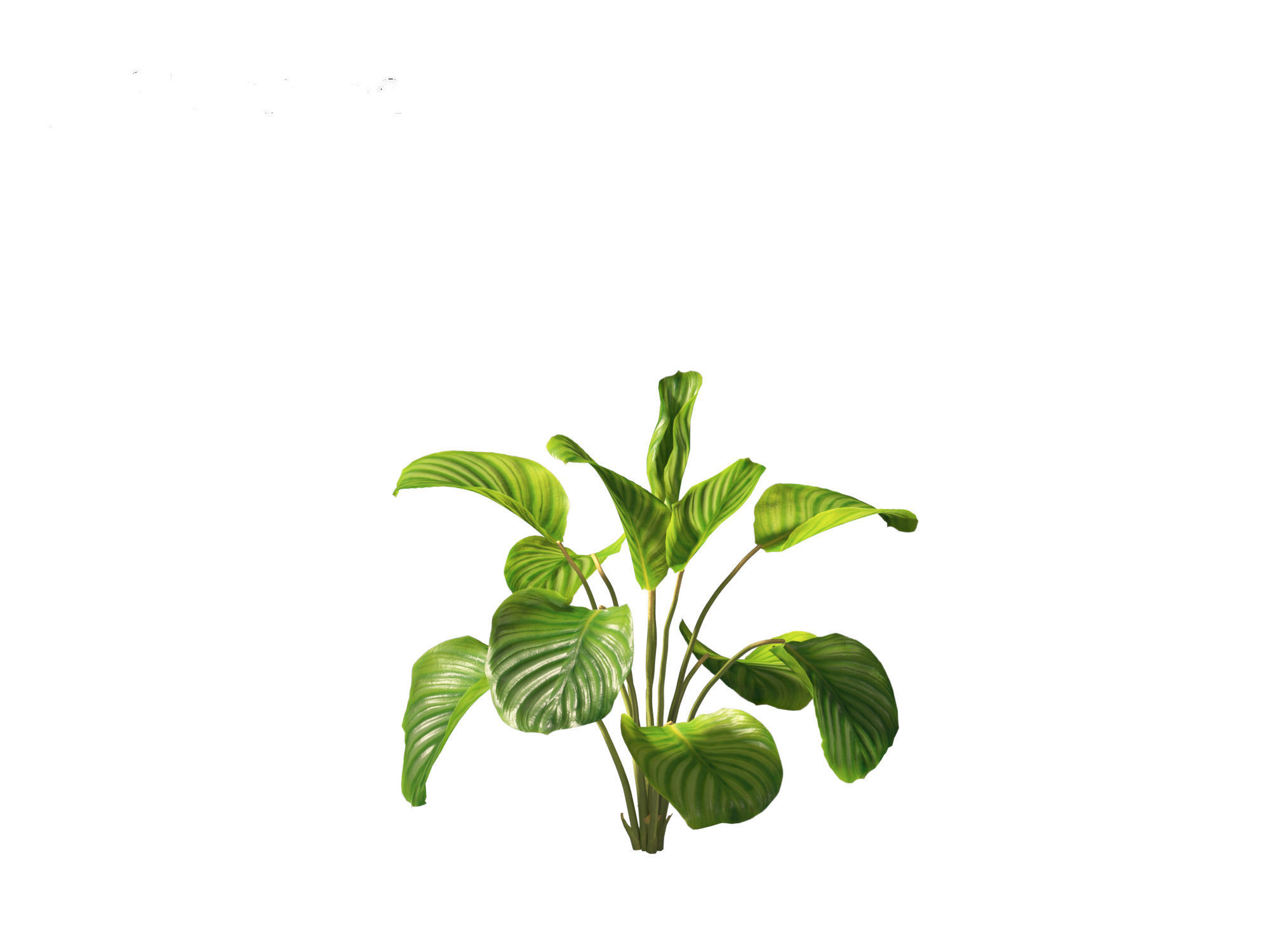 Calathea orbifolia - Prayer plant 01 3D model_4