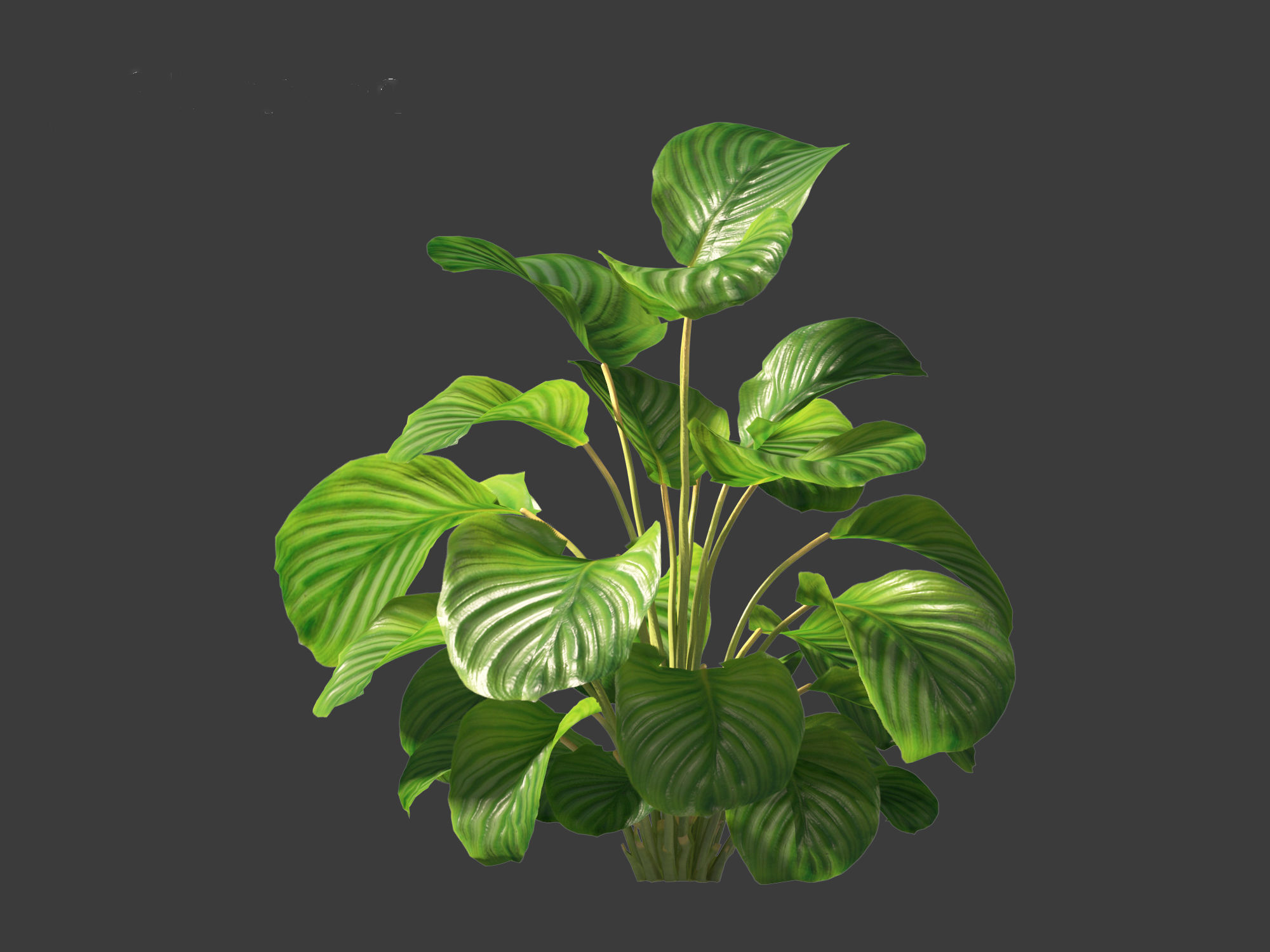 Calathea orbifolia - Prayer plant 01 3D model_12