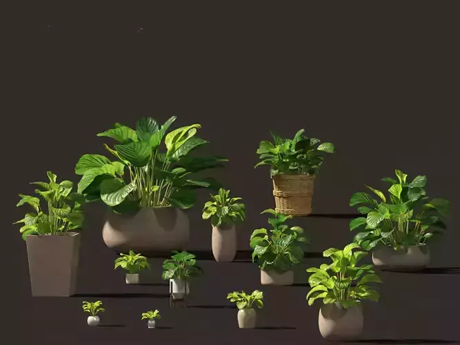 Calathea orbifolia - Prayer plant 02