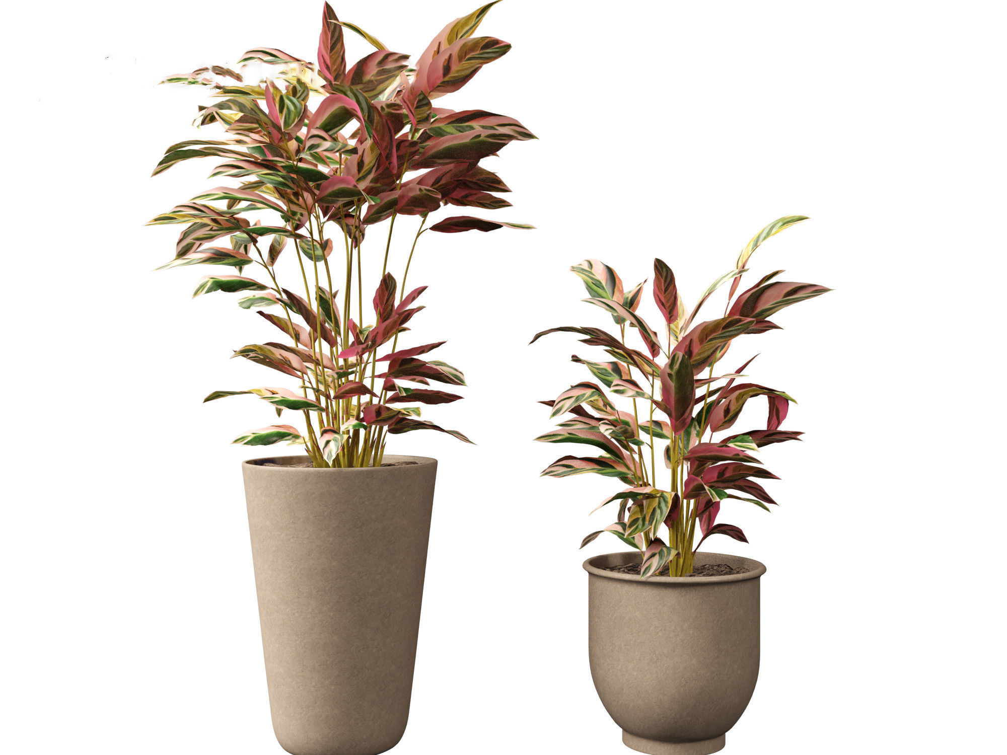 Calathea stromanthe Triostar - tricolor prayer plant 3D model | CGTrader