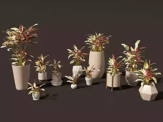 Calathea stromanthe Triostar - tricolor prayer plant