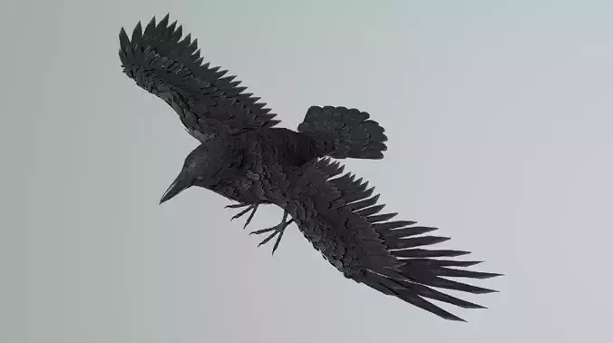 Raven Black Crow Rigged