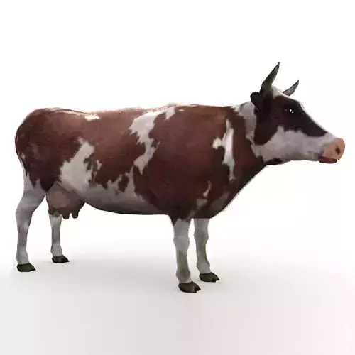 Dairy Cow