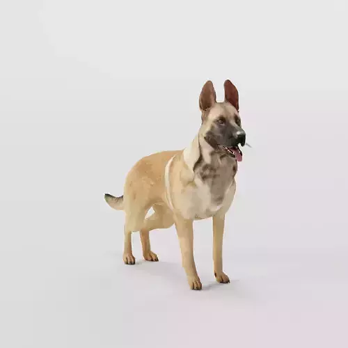 Belgian Malinois Dog Breed 3D model