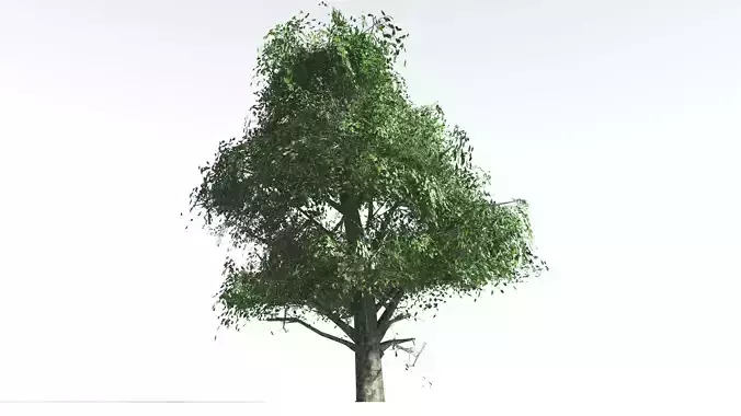 EVERYPlant Ribbonwood LowPoly 2 --18 Models-- Low-poly 3D model