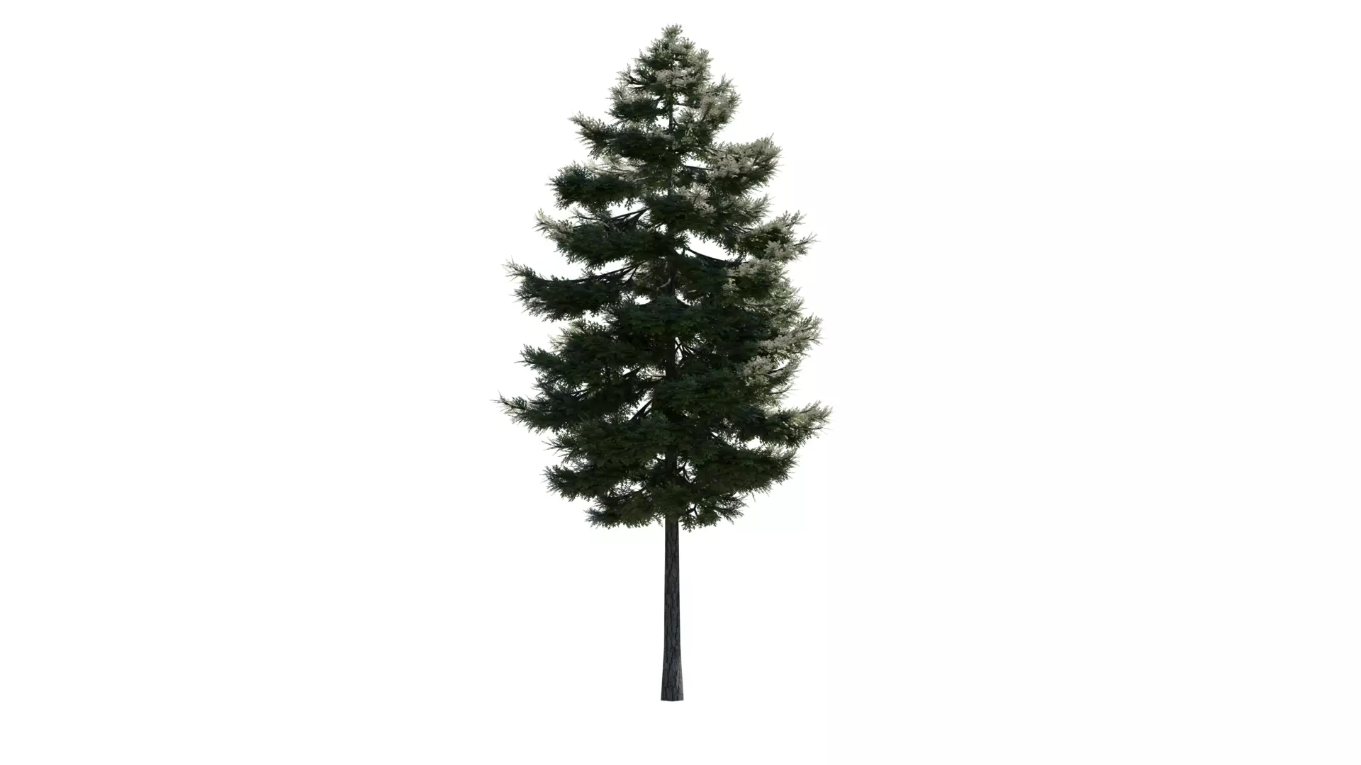 Douglas Fir Tree Free low-poly 3D model