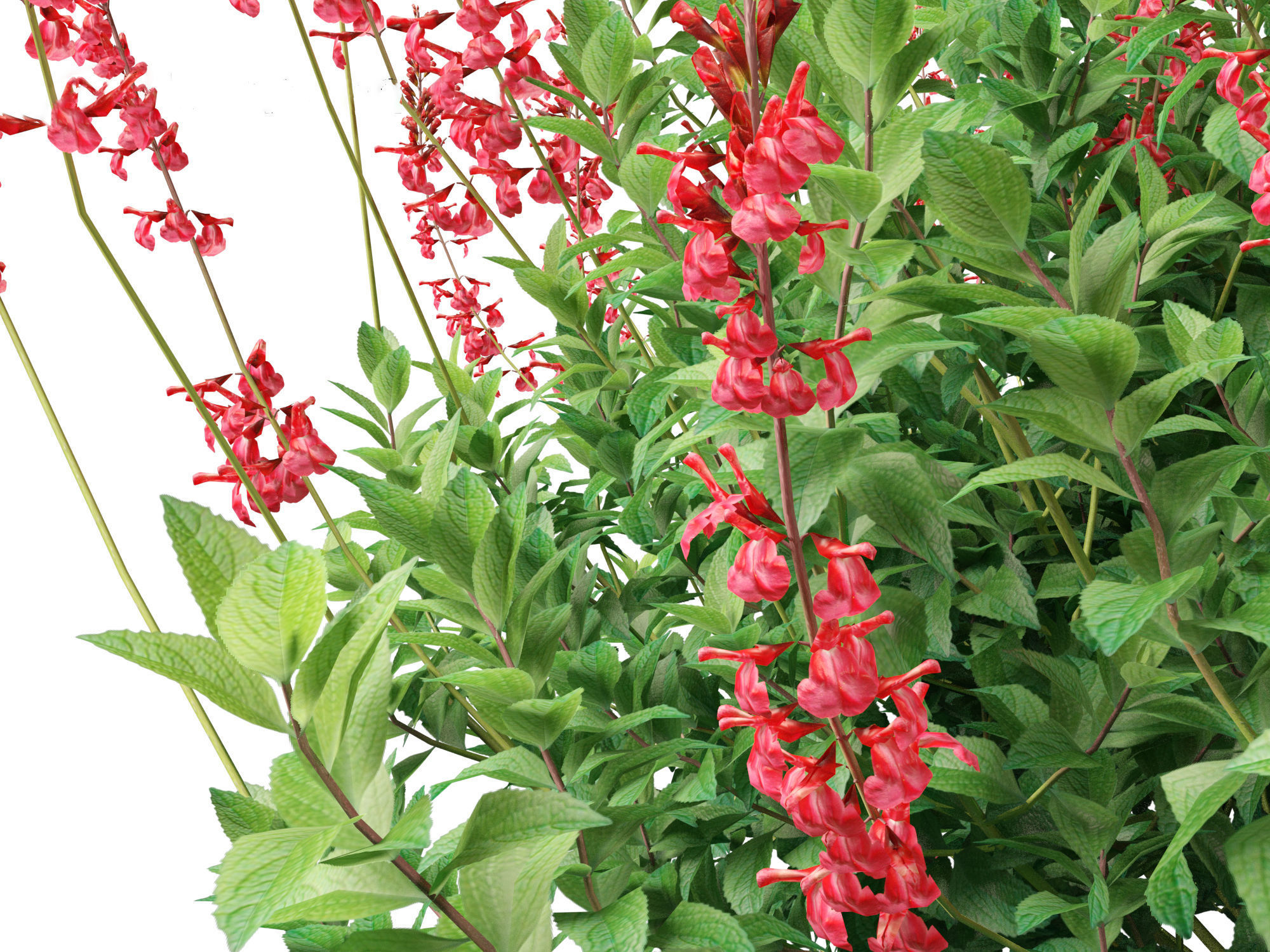 Salvia greggii - Autumn sage 3D model_9