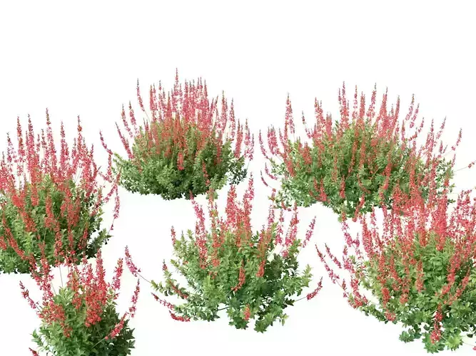 Salvia greggii - Autumn sage 3D model