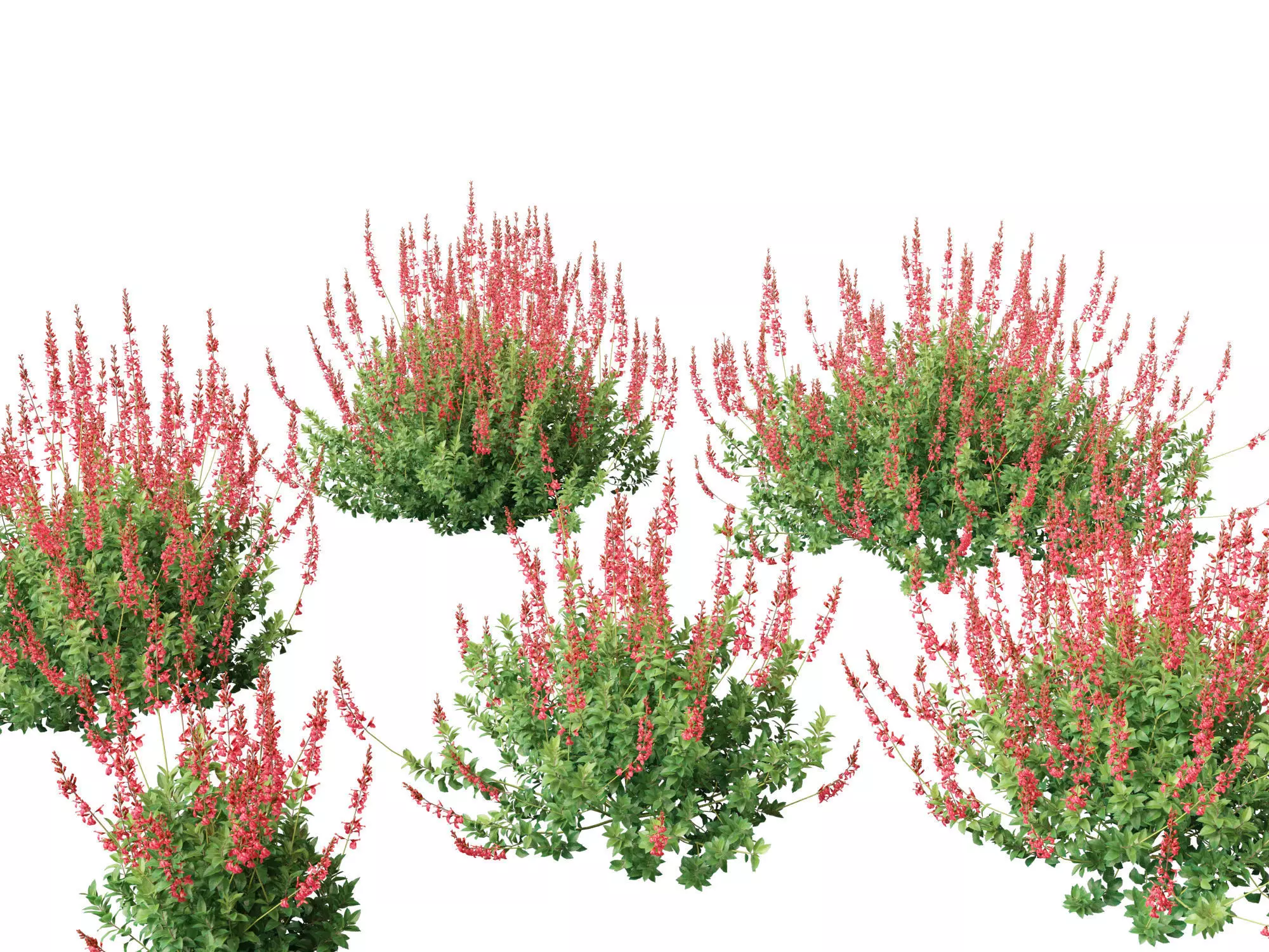 Salvia greggii - Autumn sage 3D model_0
