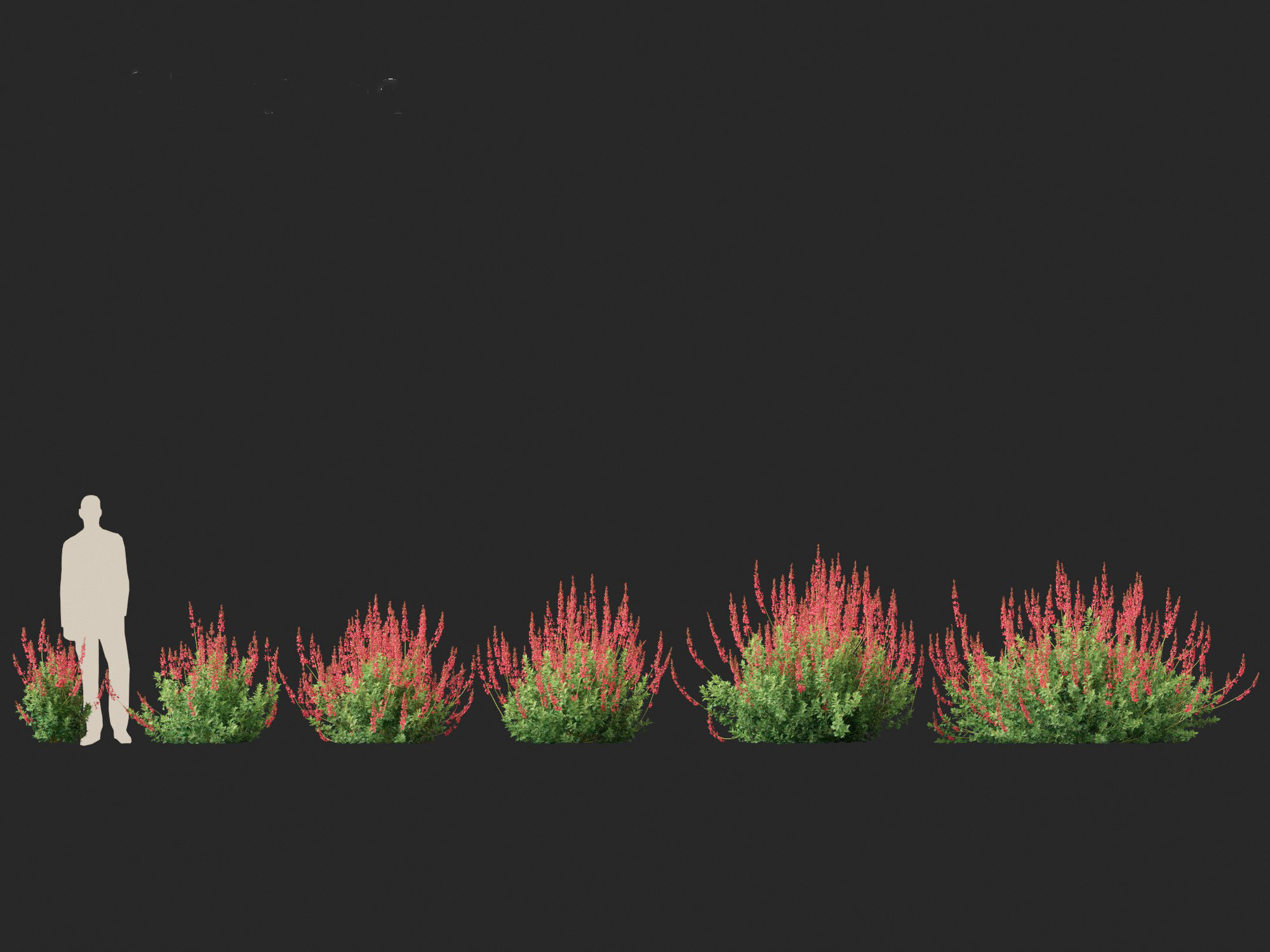 Salvia greggii - Autumn sage 3D model_3