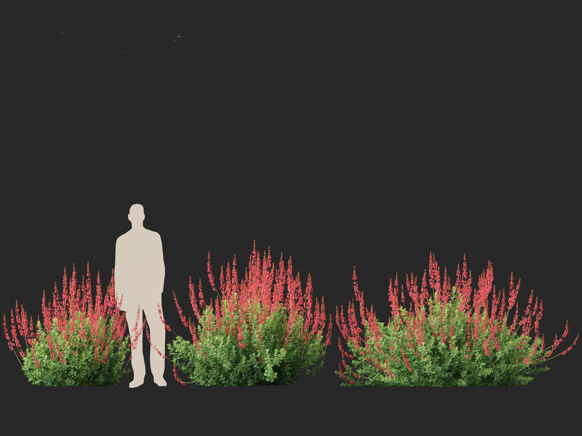 Salvia greggii - Autumn sage 3D model_7