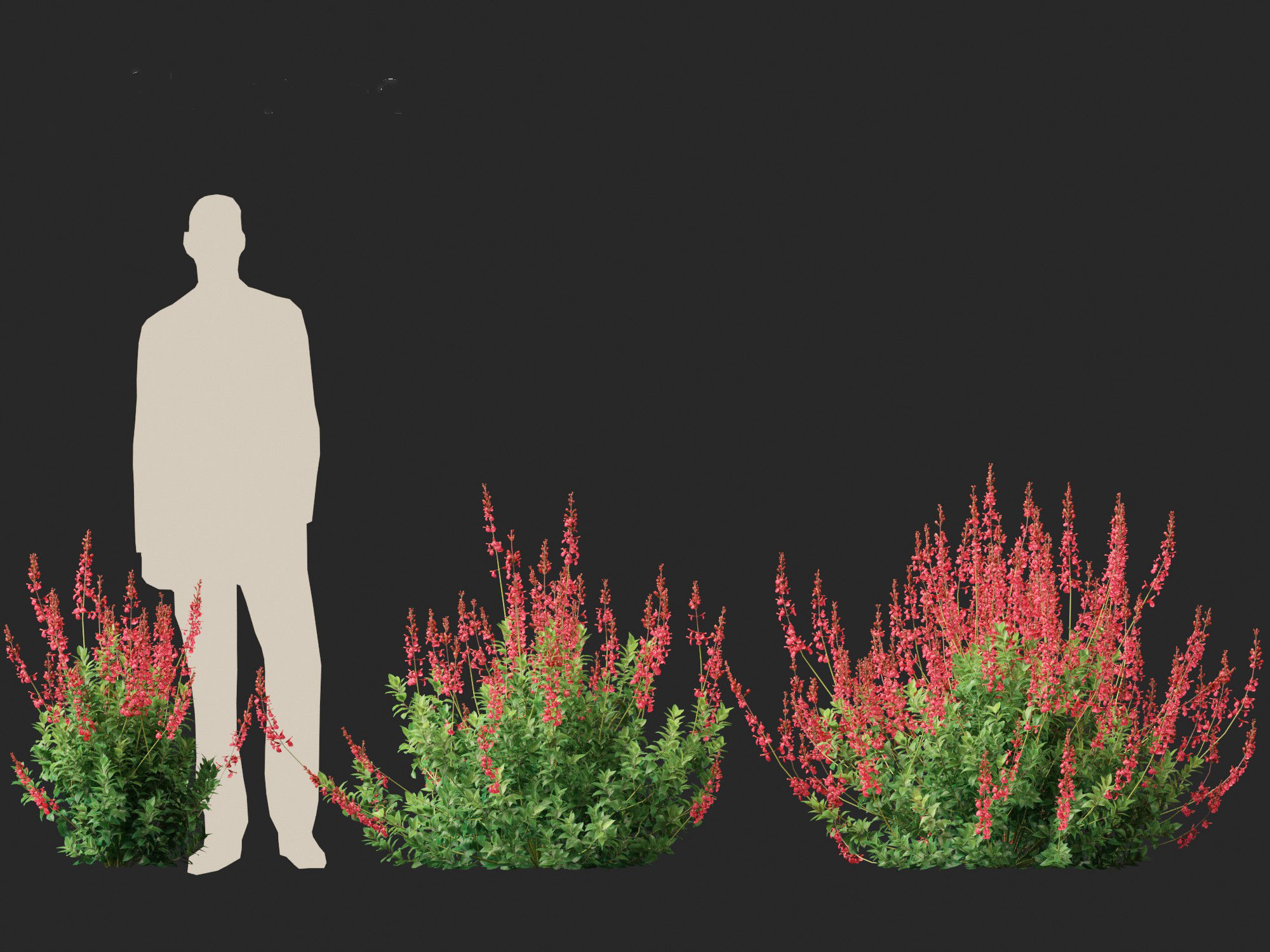 Salvia greggii - Autumn sage 3D model_5