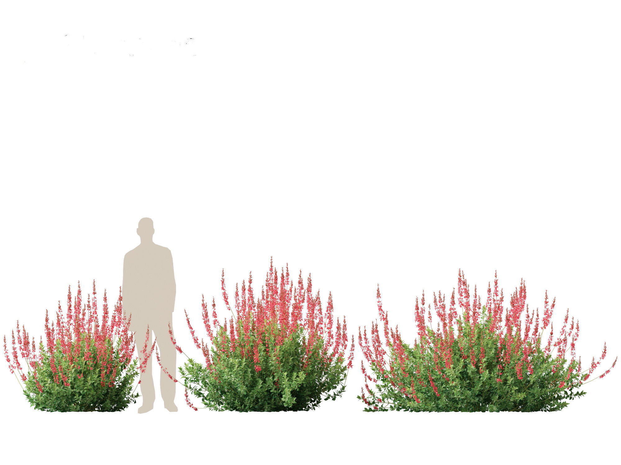 Salvia greggii - Autumn sage 3D model_6