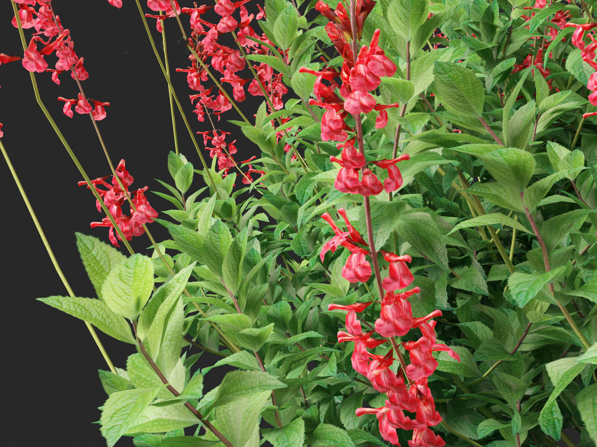 Salvia greggii - Autumn sage 3D model_2