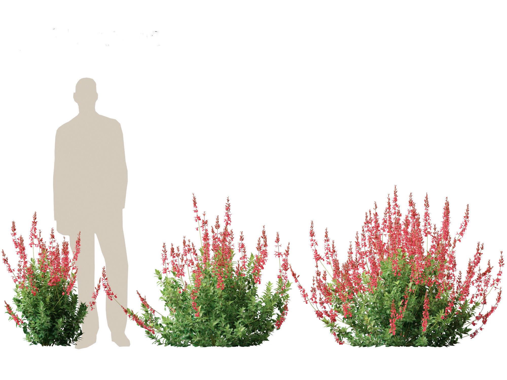 Salvia greggii - Autumn sage 3D model_4