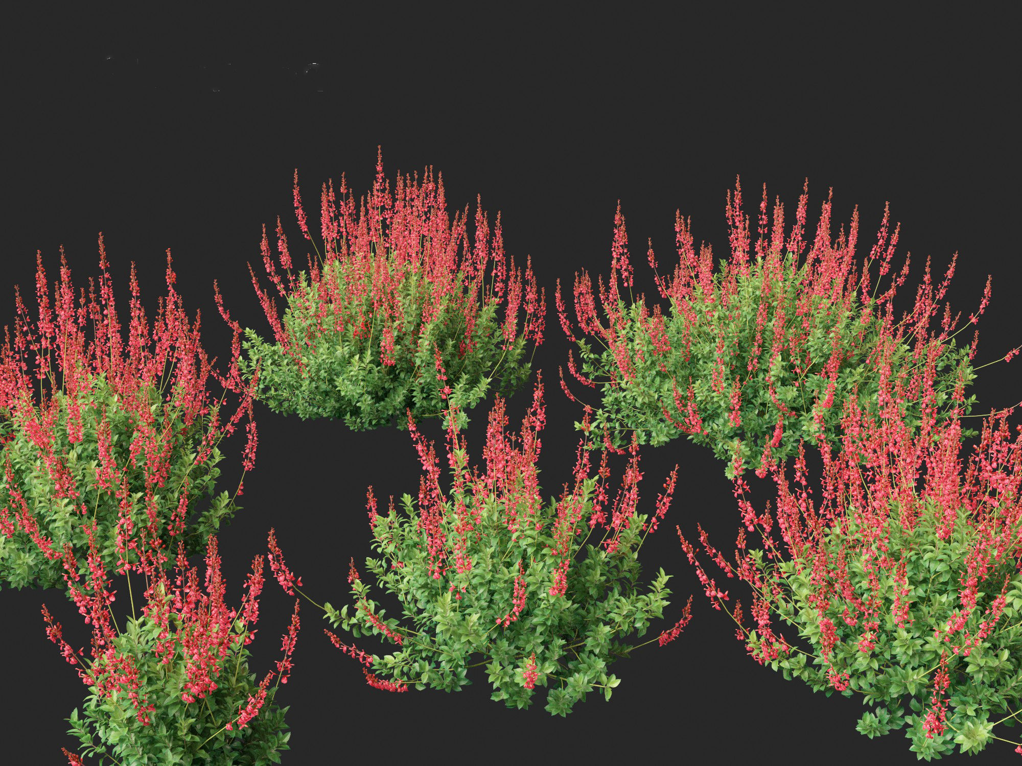Salvia greggii - Autumn sage 3D model_8