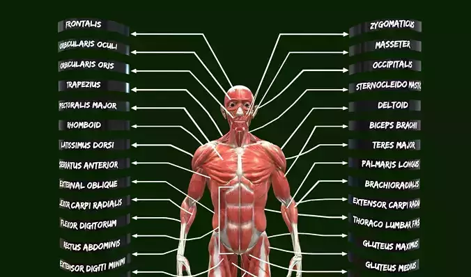 Muscle system in human body - Muscular system Low-poly 3D model
