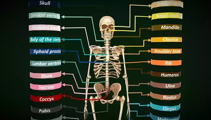 Skeleton - Names of Human Skeleton Low-poly 3D model