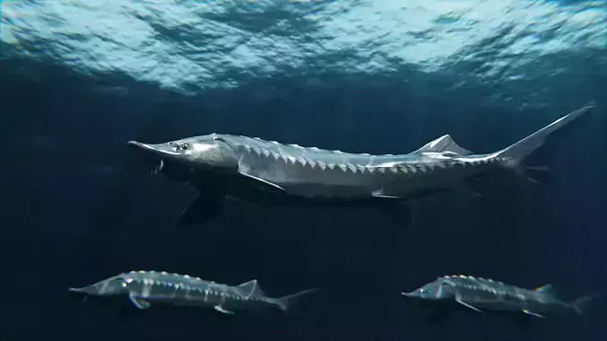 Sturgeon Freshwater Fish Low-poly 3D model