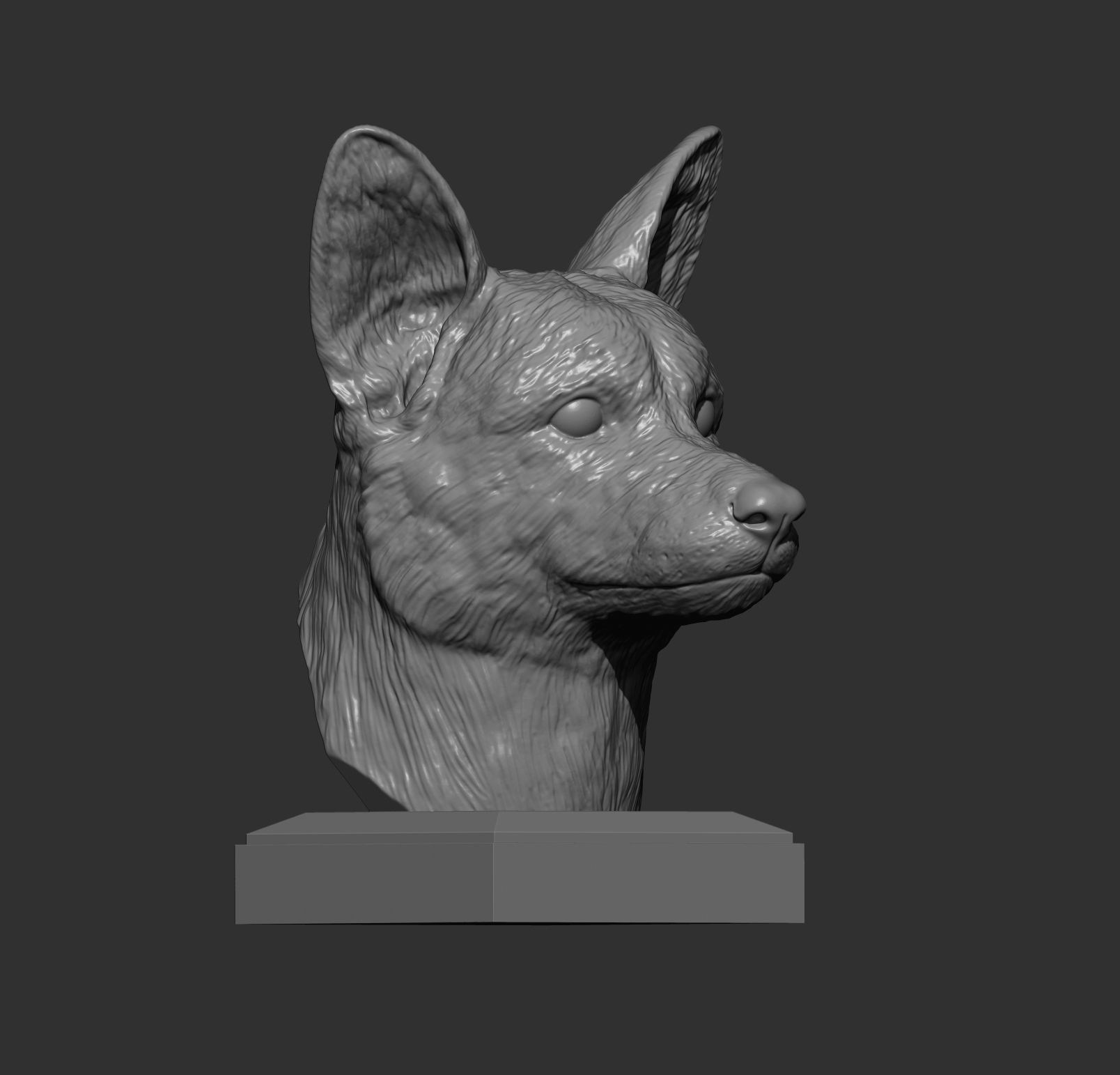 Cardigan Corgi Bust 3D print model 3D print model_4