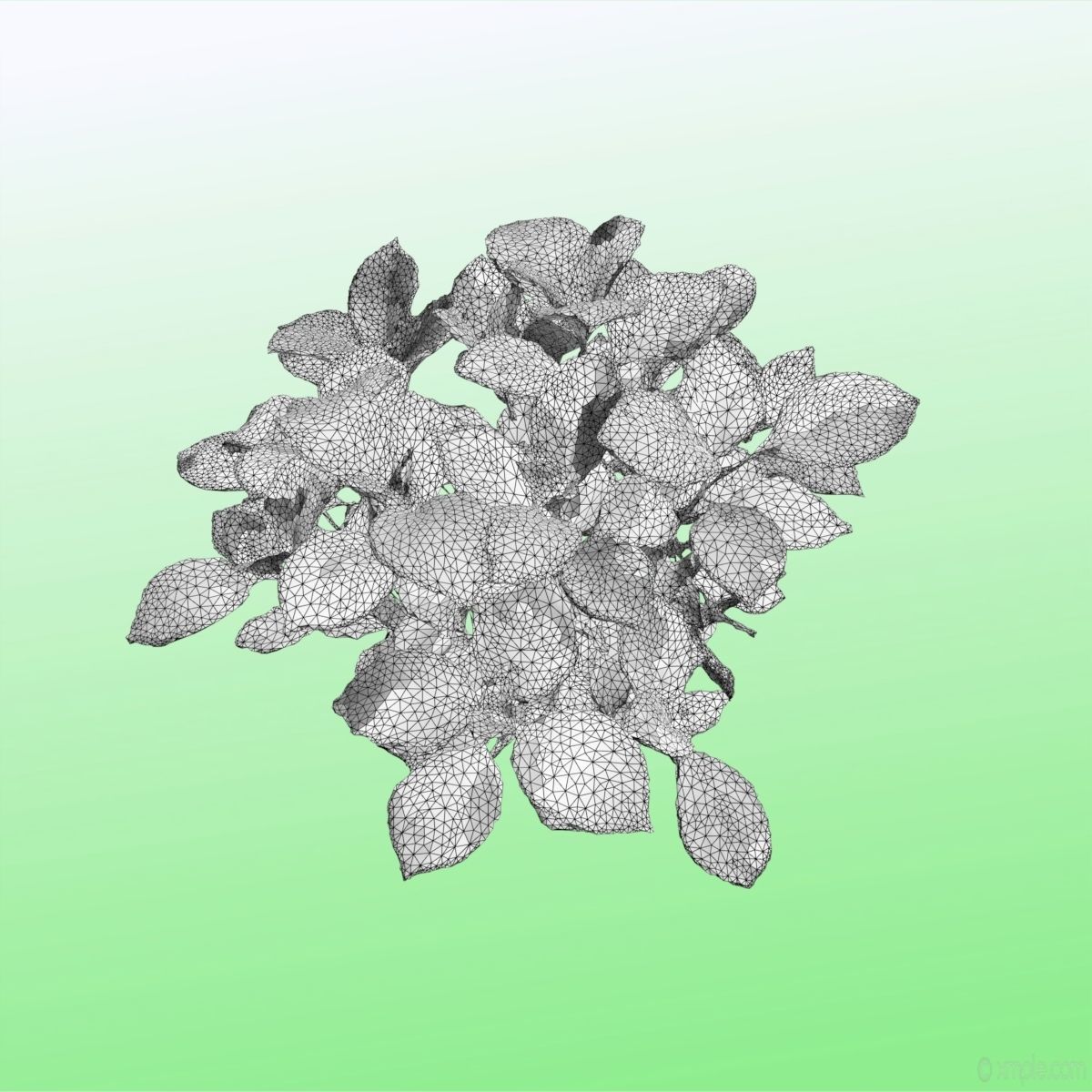 Plant - Bigleaf Hydrangea 3D model_13