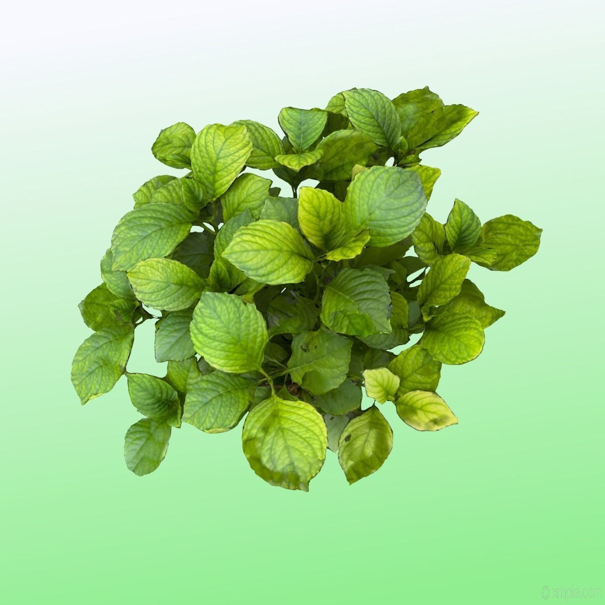 Plant - Bigleaf Hydrangea 3D model_12