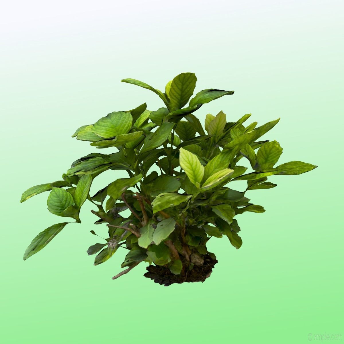 Plant - Bigleaf Hydrangea 3D model_5