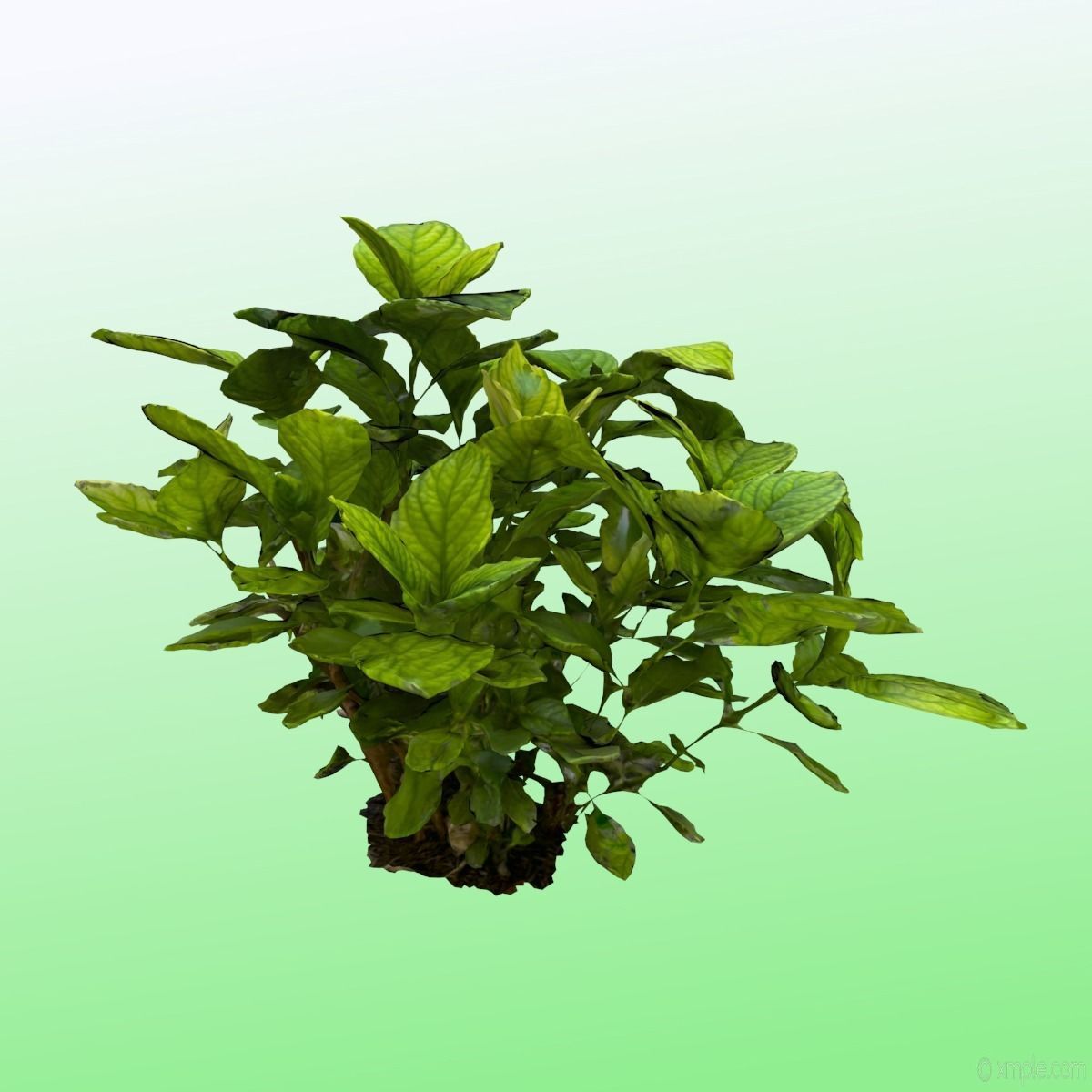 Plant - Bigleaf Hydrangea 3D model_7