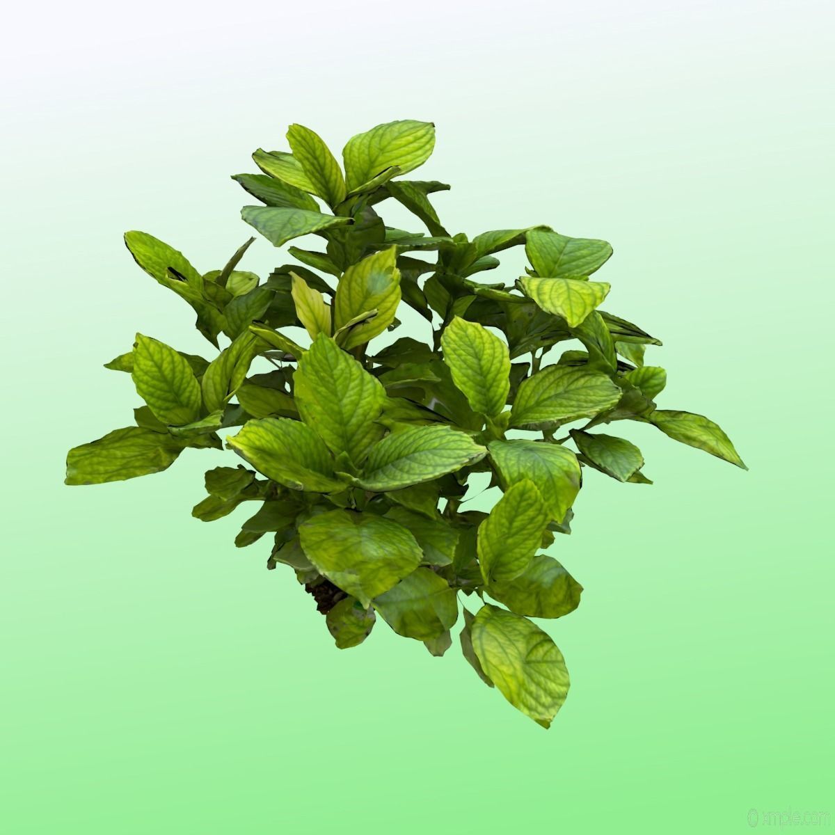 Plant - Bigleaf Hydrangea 3D model_8