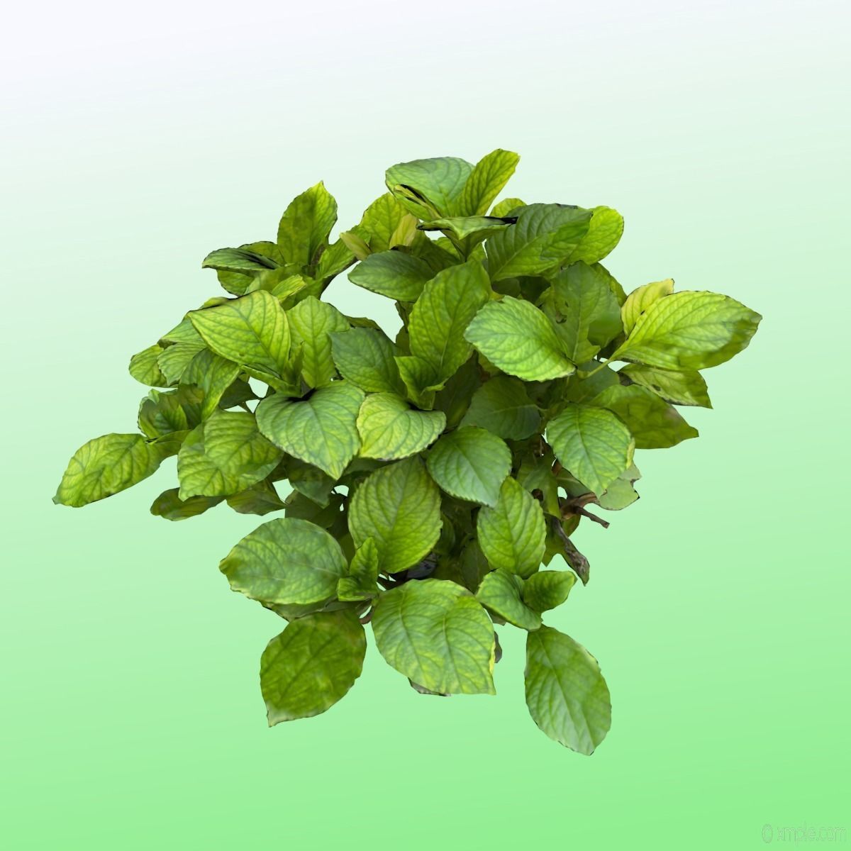 Plant - Bigleaf Hydrangea 3D model_3