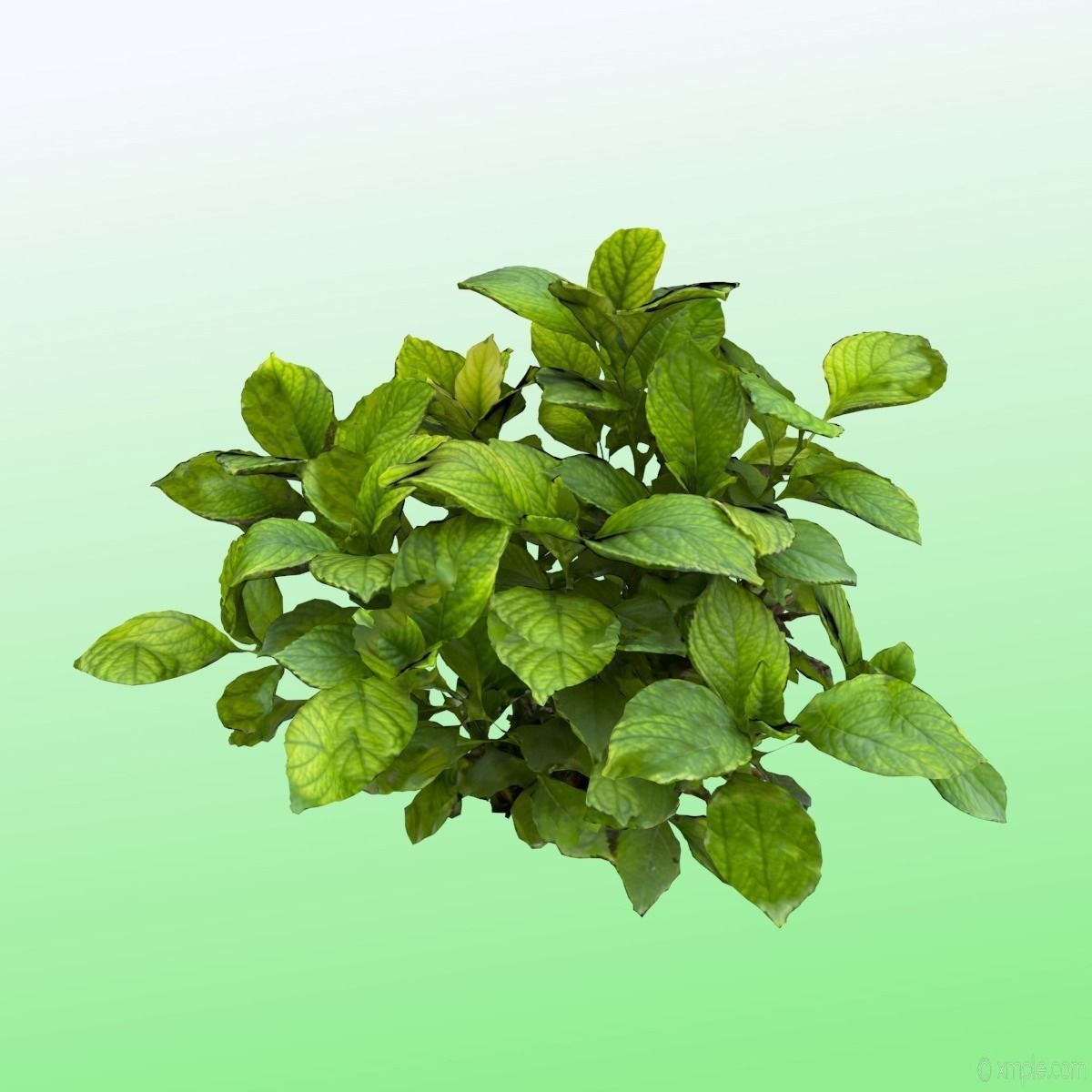 Plant - Bigleaf Hydrangea 3D model_2