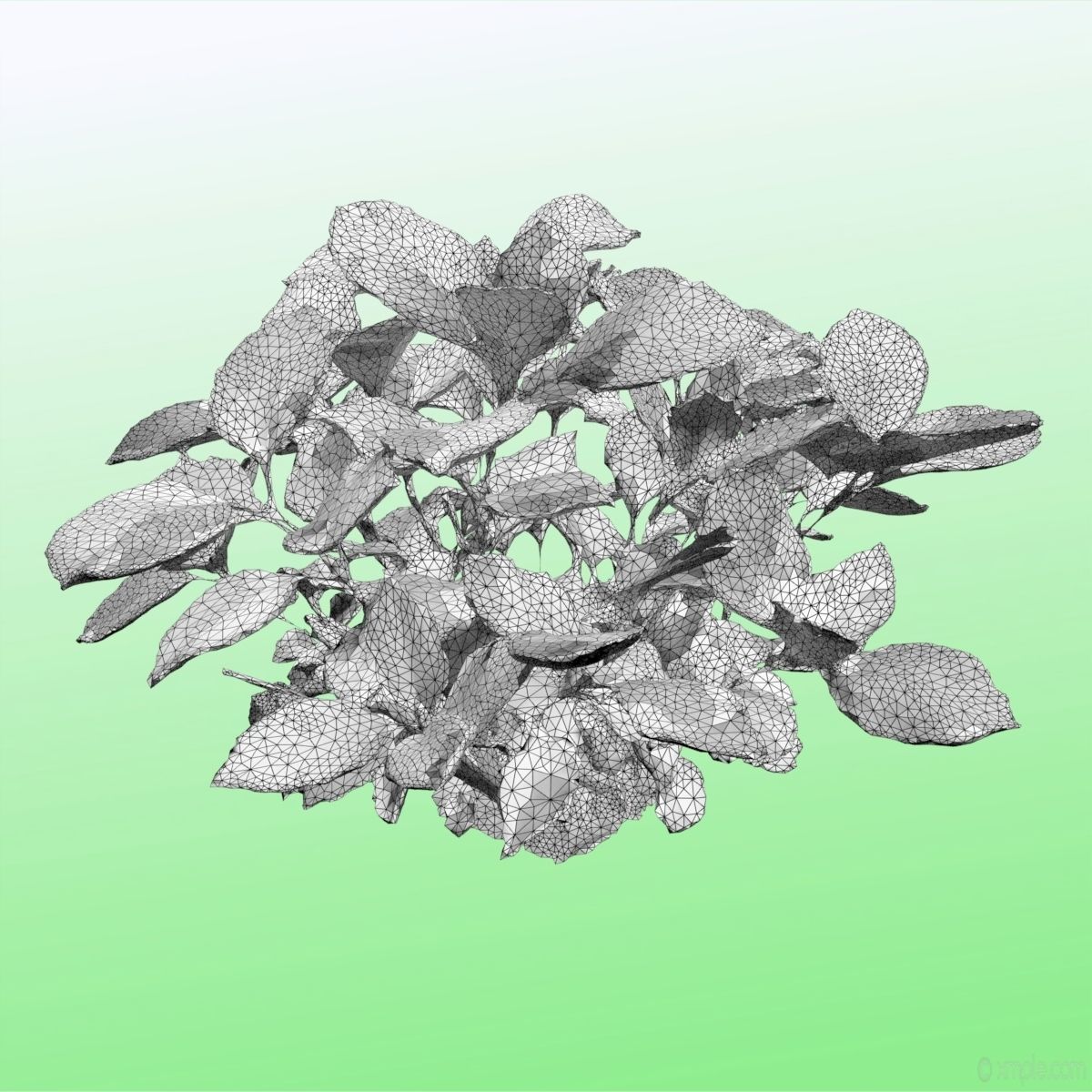 Plant - Bigleaf Hydrangea 3D model_15