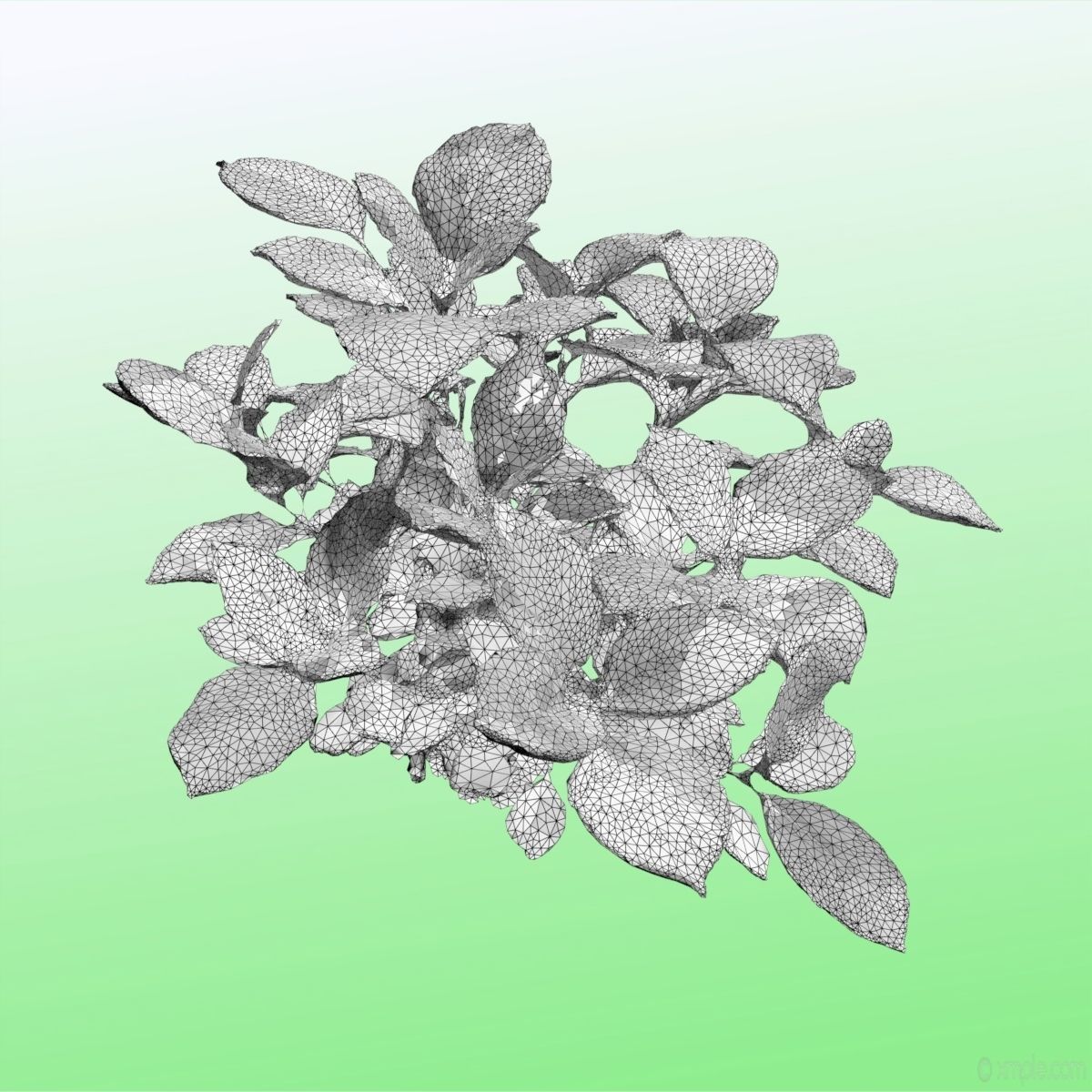 Plant - Bigleaf Hydrangea 3D model_16