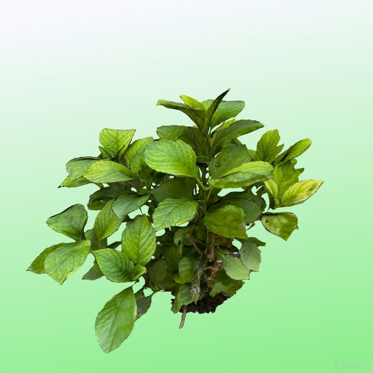 Plant - Bigleaf Hydrangea 3D model_4