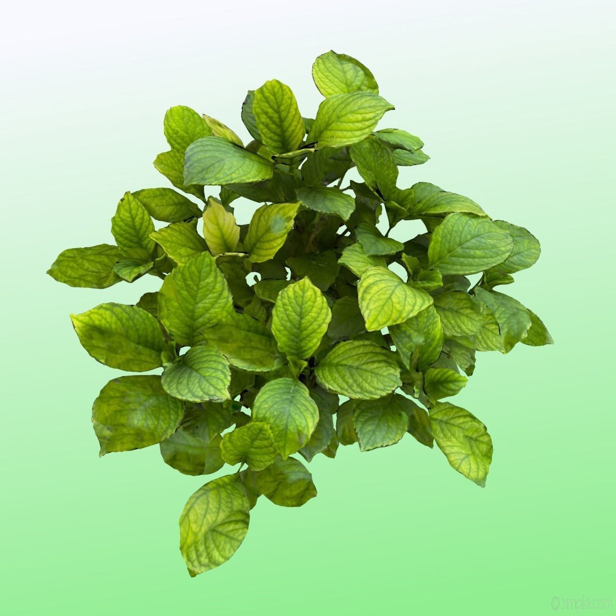 Plant - Bigleaf Hydrangea 3D model_9