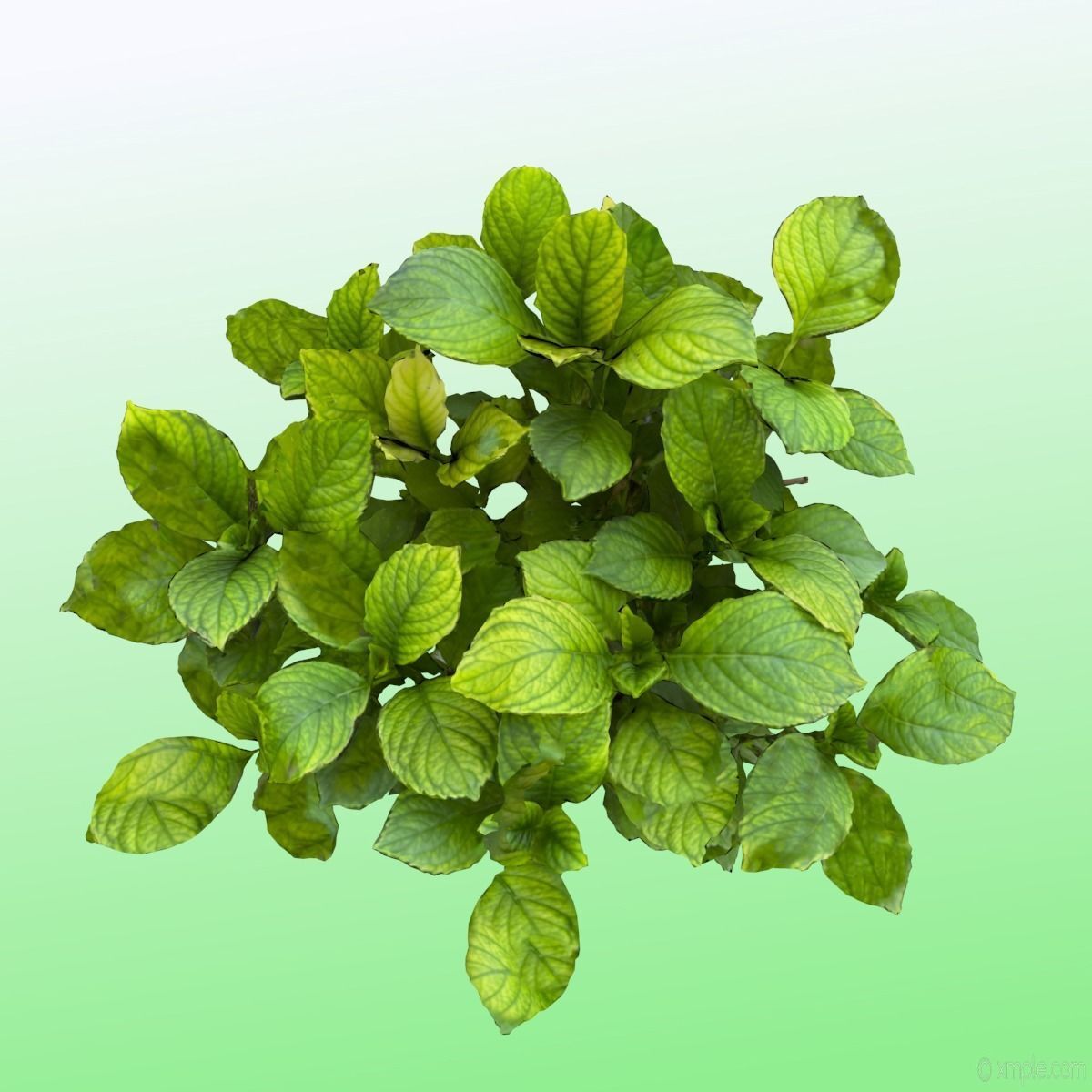 Plant - Bigleaf Hydrangea 3D model_10