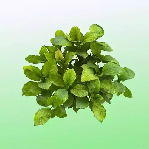 Plant - Bigleaf Hydrangea 3D model