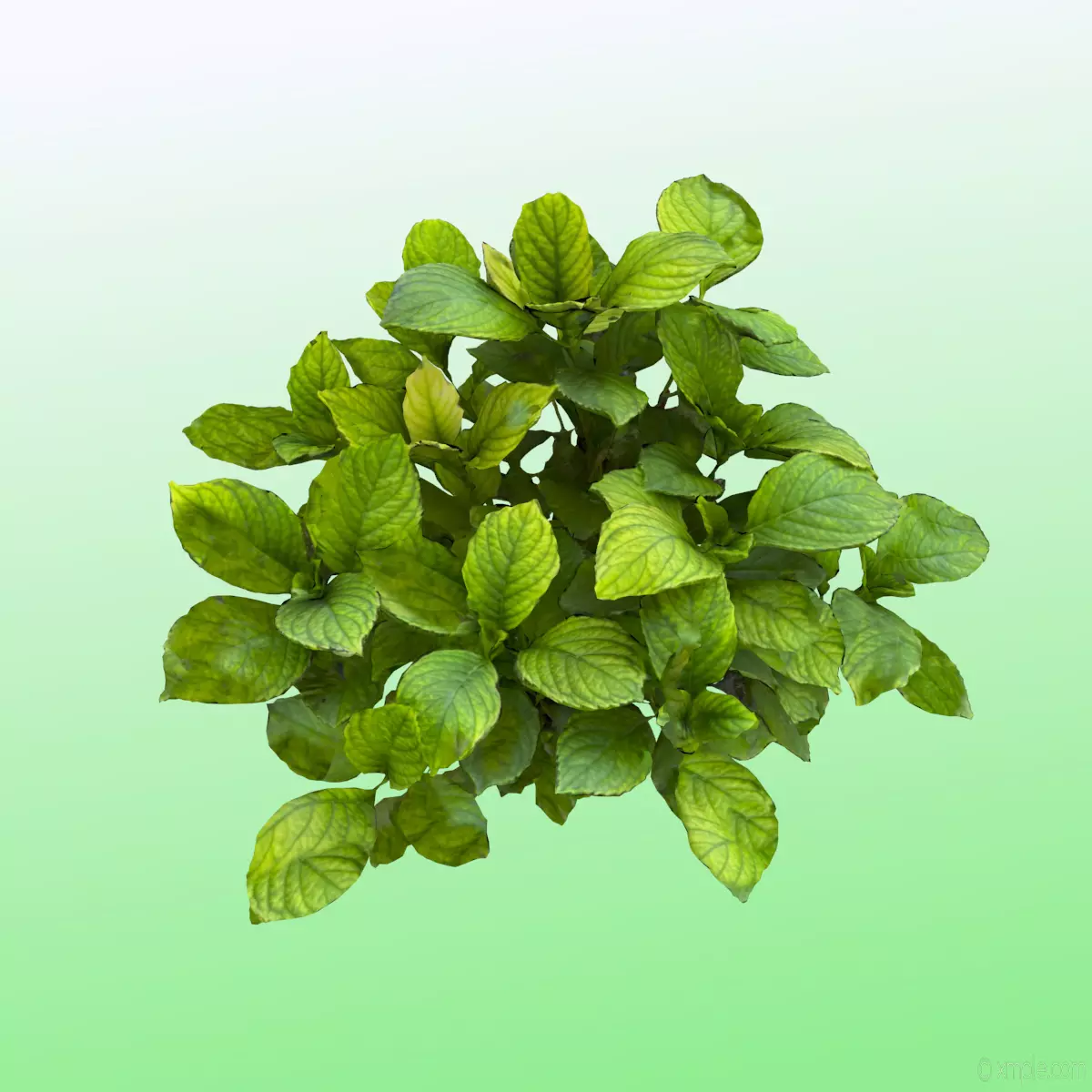 Plant - Bigleaf Hydrangea 3D model_0
