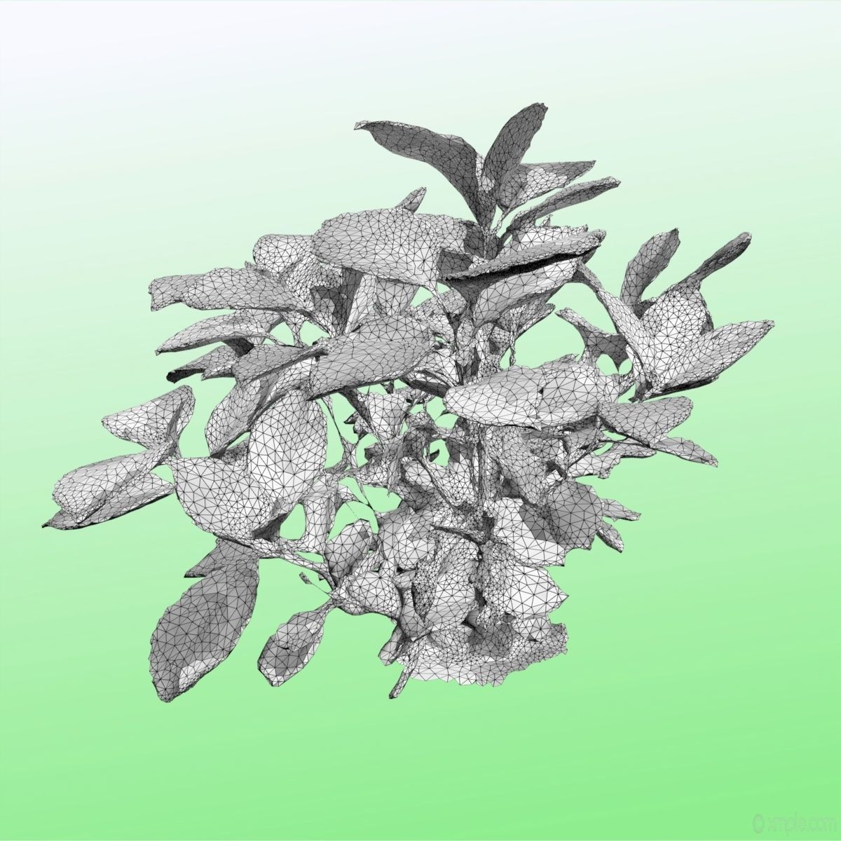 Plant - Bigleaf Hydrangea 3D model_14