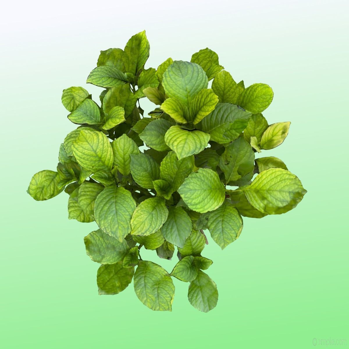 Plant - Bigleaf Hydrangea 3D model_11