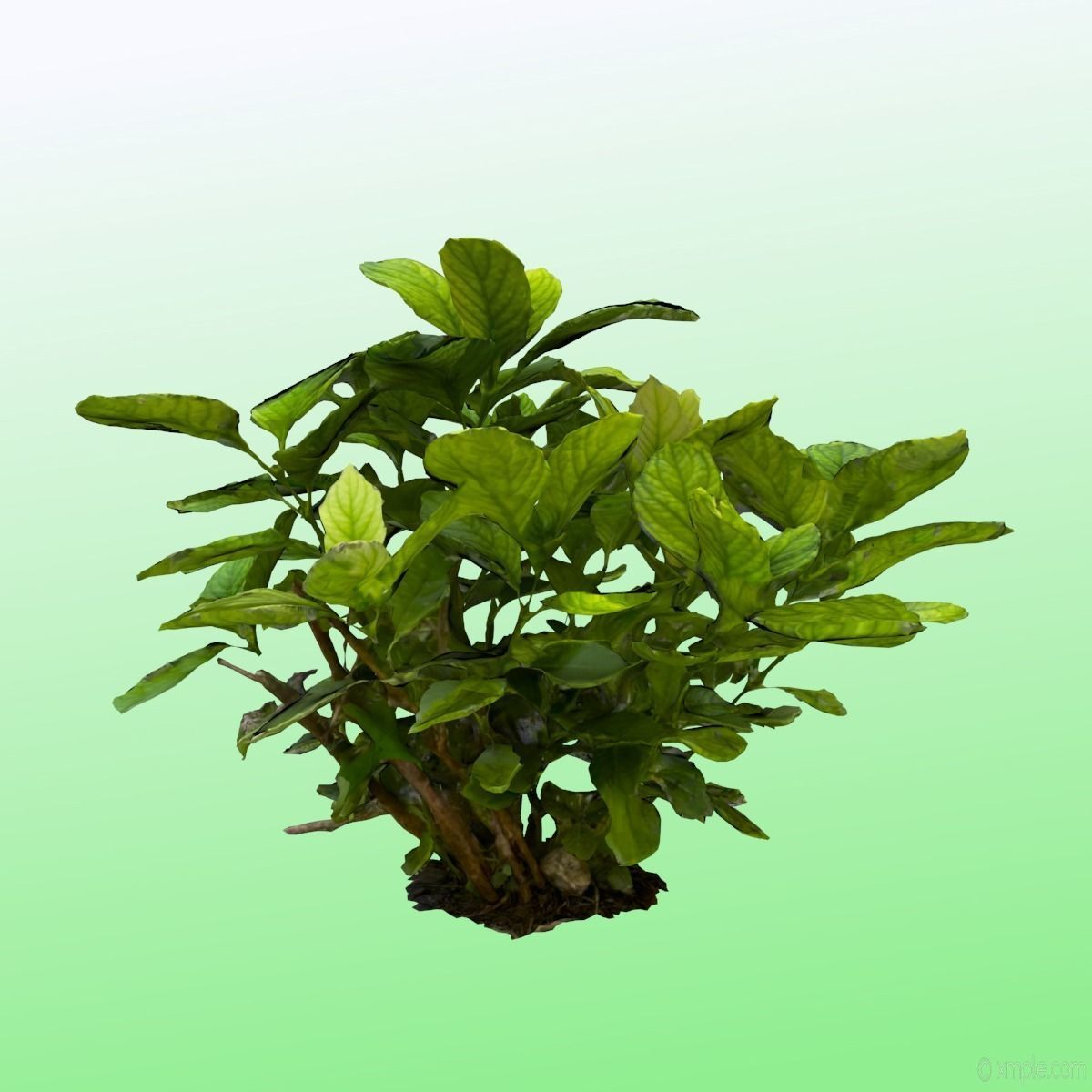 Plant - Bigleaf Hydrangea 3D model_6